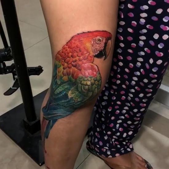 macaw parrot bird tattoo design color girl knee